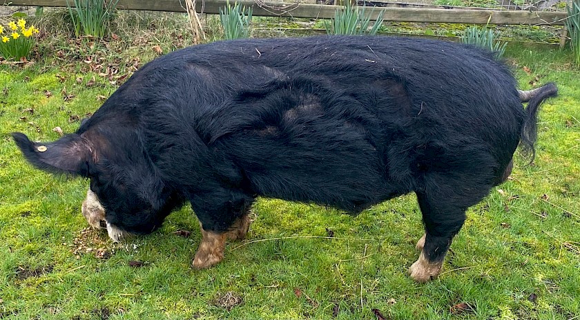 Ambassador Boar for sale