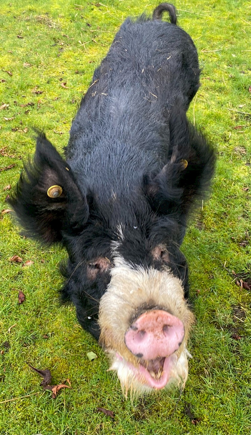 Ambassador Boar for sale