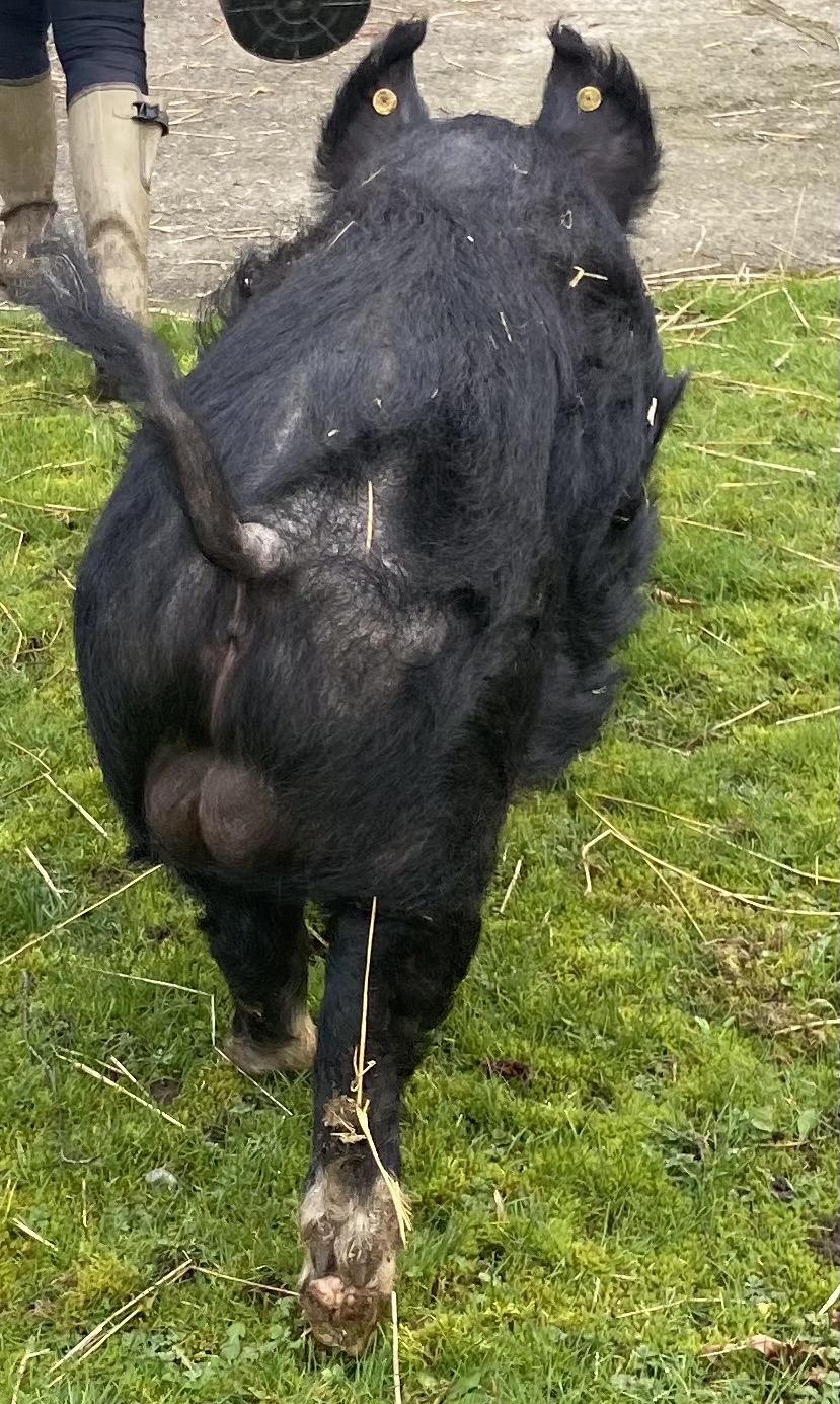 Ambassador Boar for sale