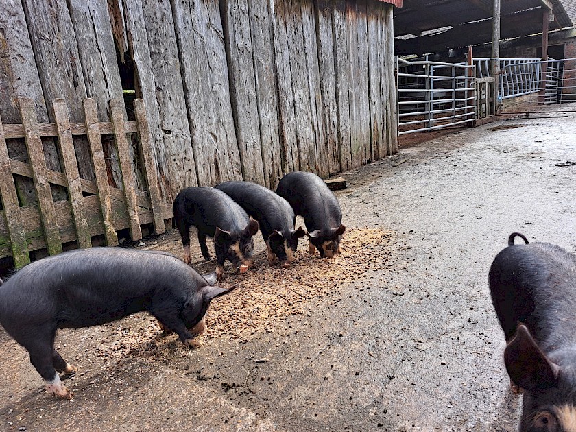 Berkshire growers for sale