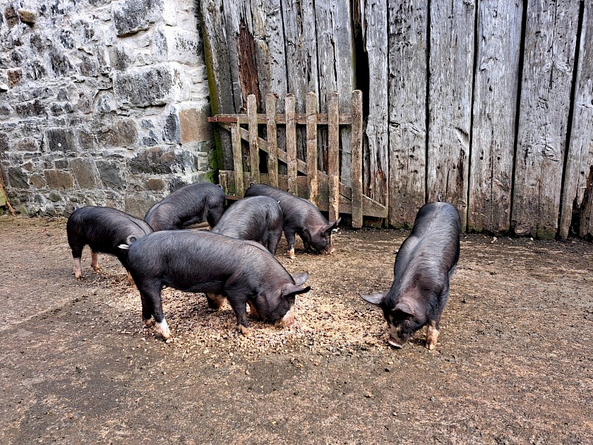 Berkshire growers for sale