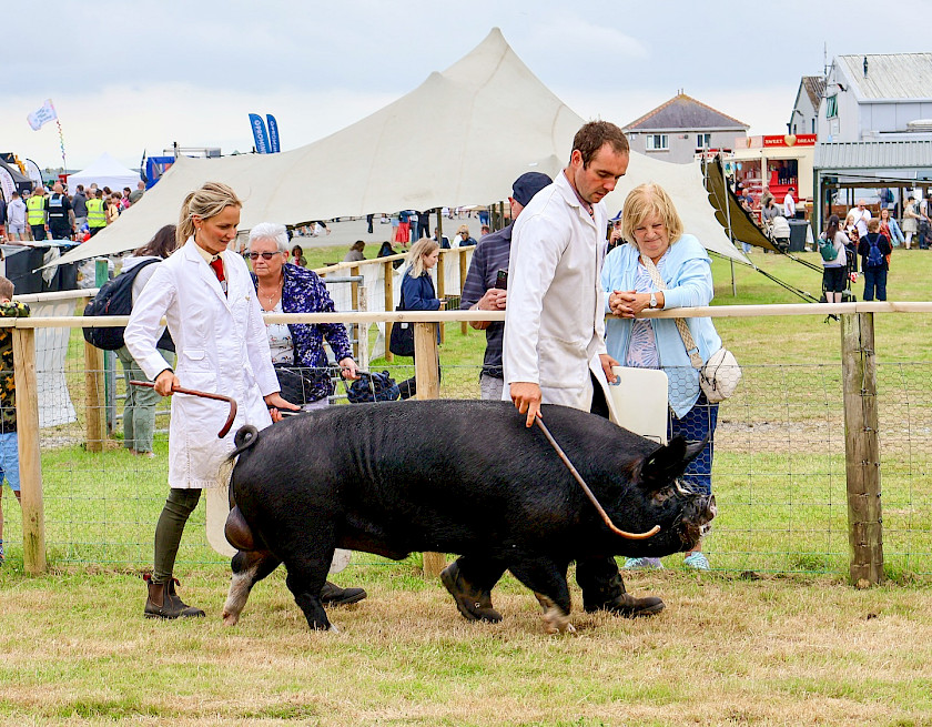 Pedigree Freight Train Boar For sale